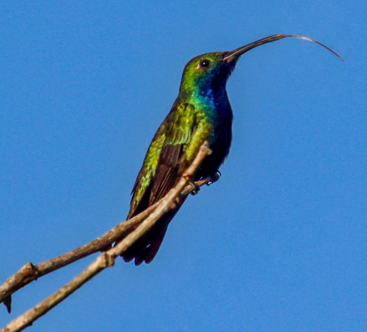 Black-throated Mango - ML566468481