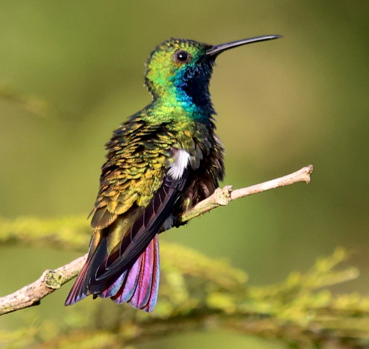 kolibřík tropický - ML566468491