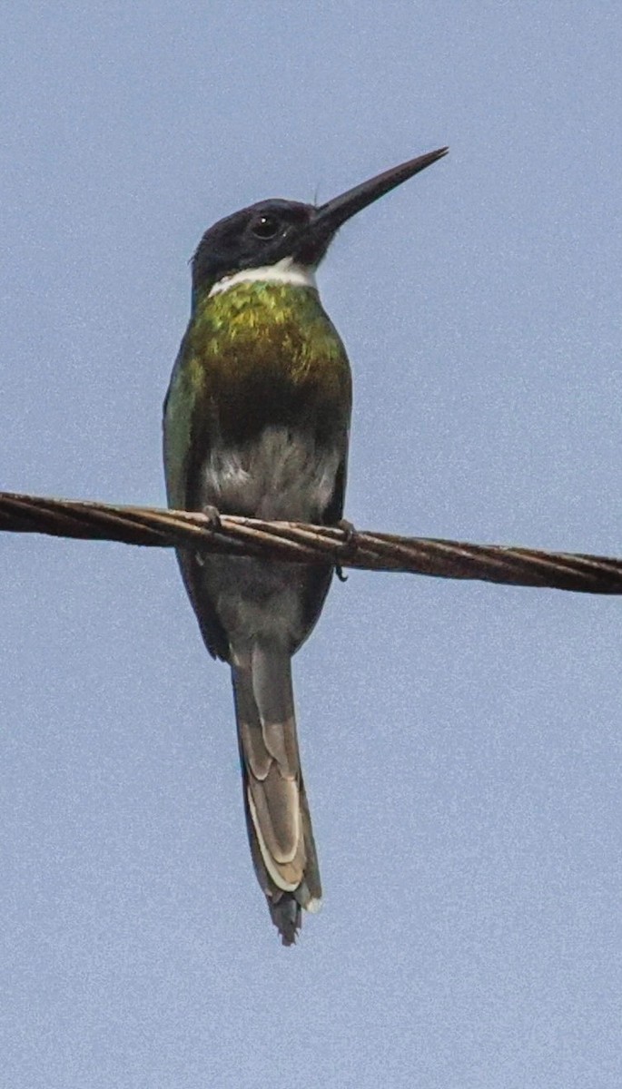 Bronzy Jacamar - ML566469671