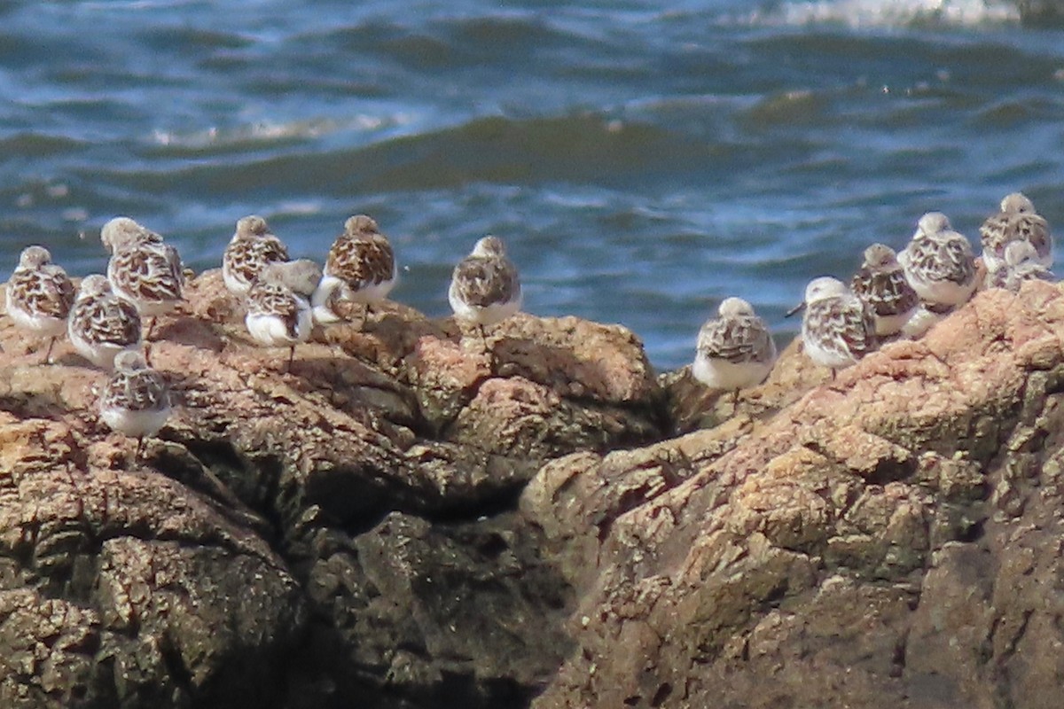 Sanderling - Gail Martino