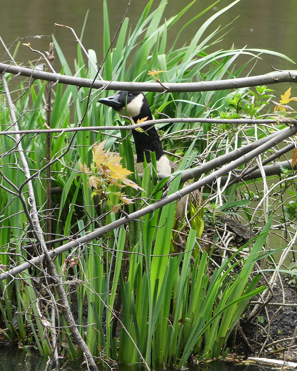 Canada Goose - Allie Kleber