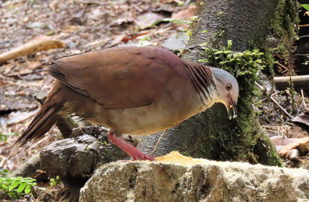 White-throated Quail-Dove - Berend van Baak