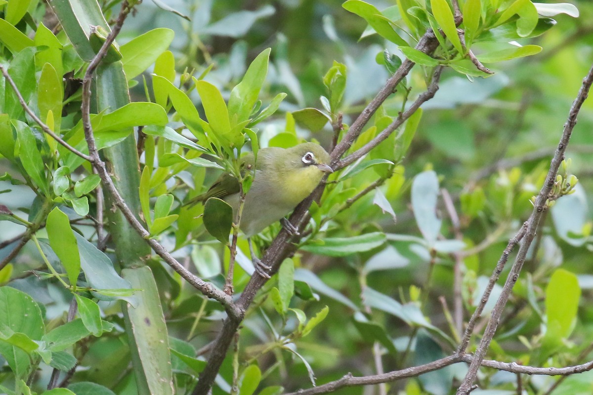 Abyssinian White-eye - ML566470571