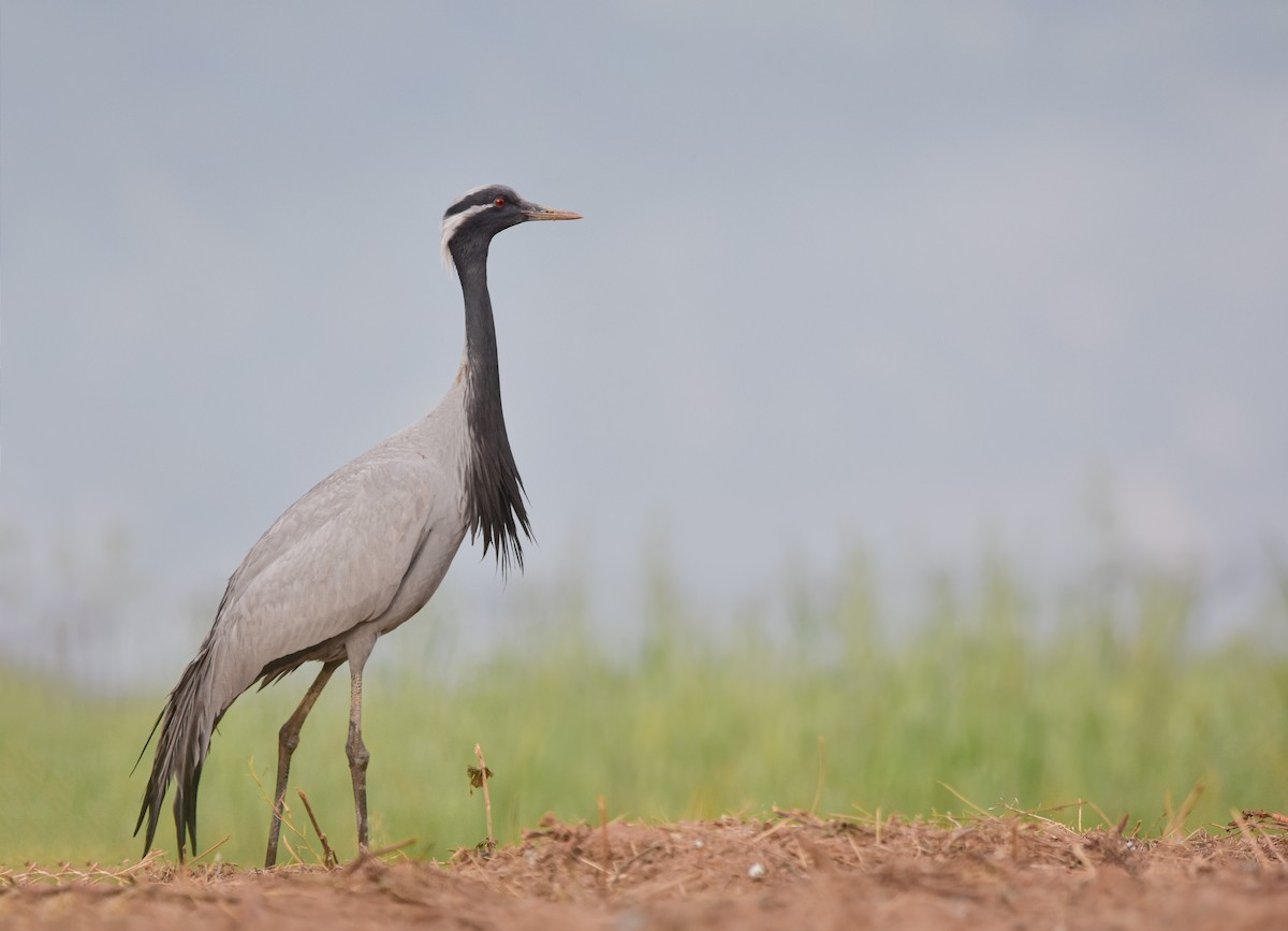 Demoiselle Crane - ML566470811