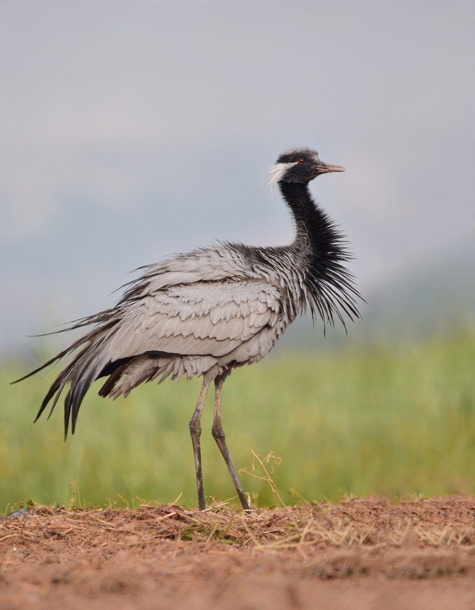 Demoiselle Crane - ML566470821