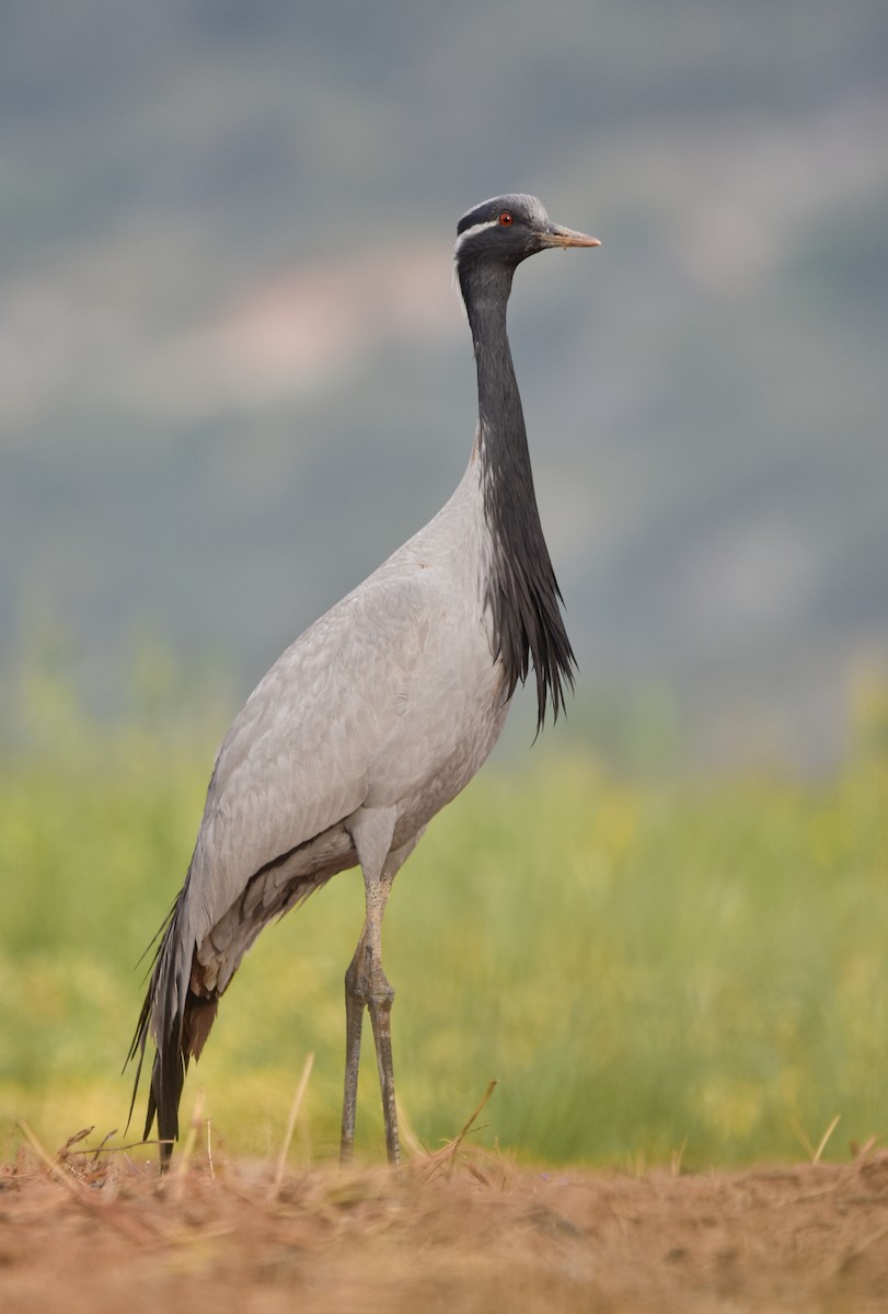 Demoiselle Crane - ML566470891