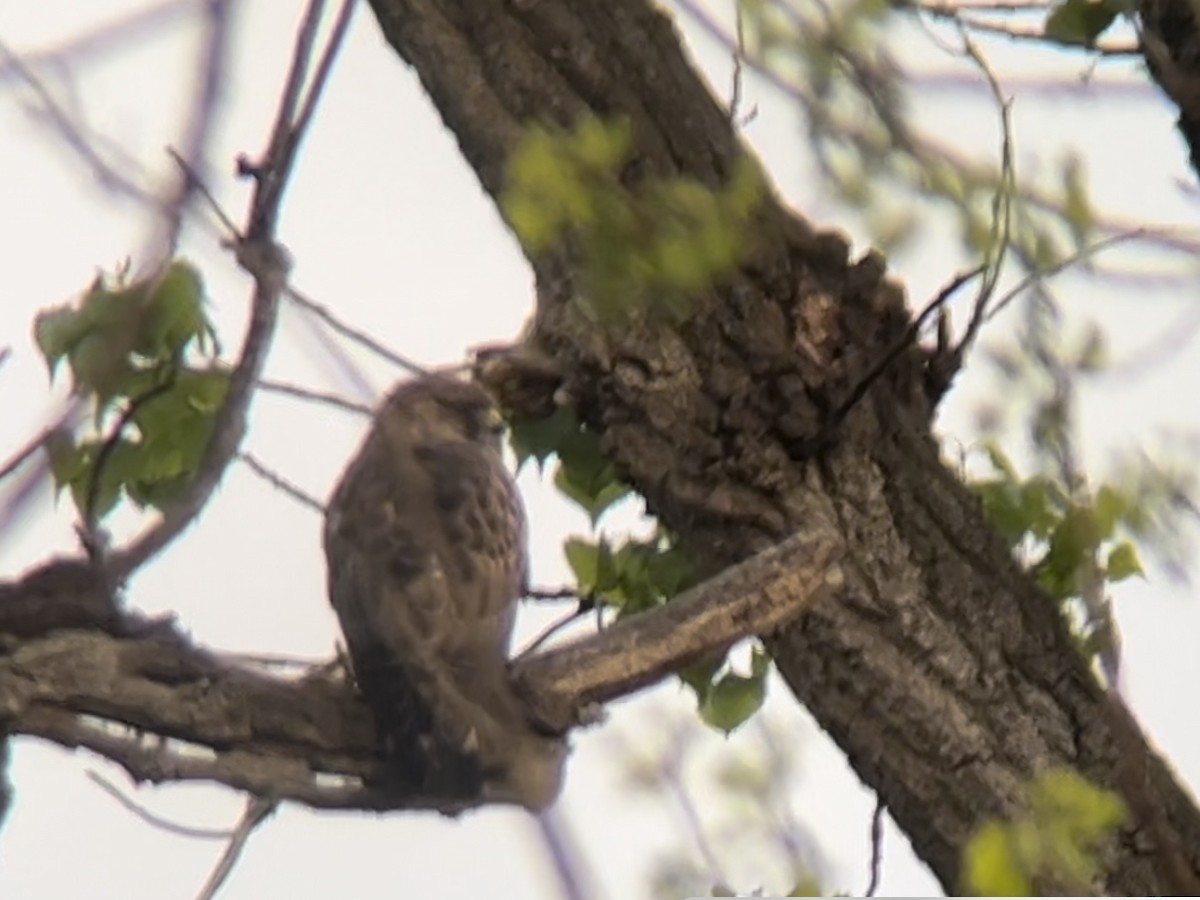 Broad-winged Hawk - ML566472661