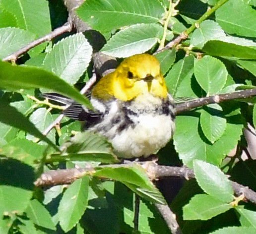 Black-throated Green Warbler - ML566473351