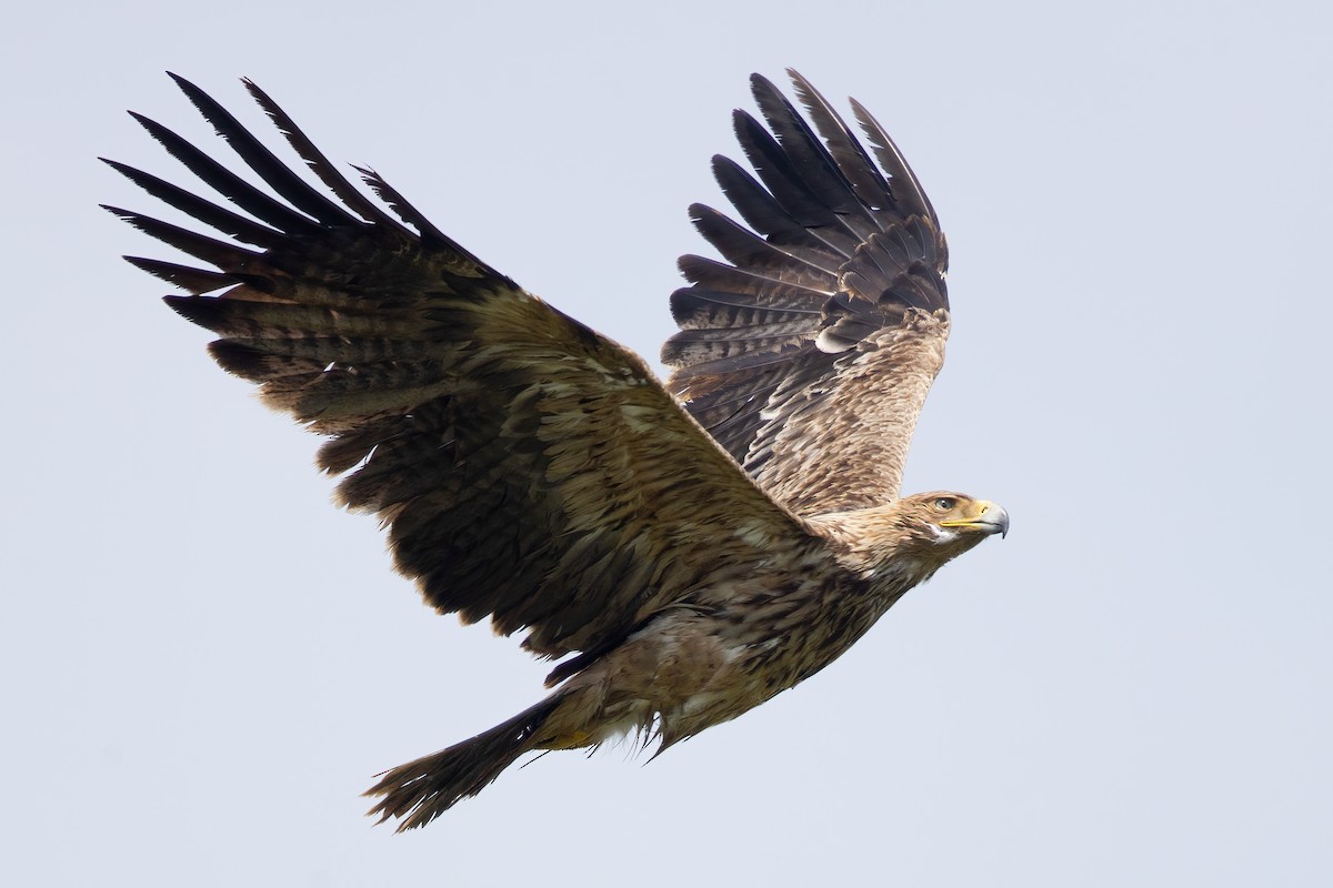 Águila Imperial Oriental - ML566473781