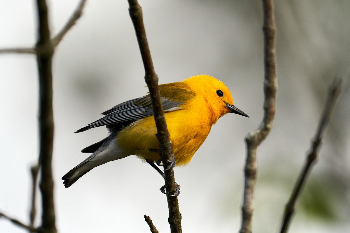 Prothonotary Warbler - ML566473871
