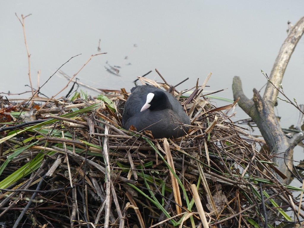 Eurasian Coot - Simon Tonge