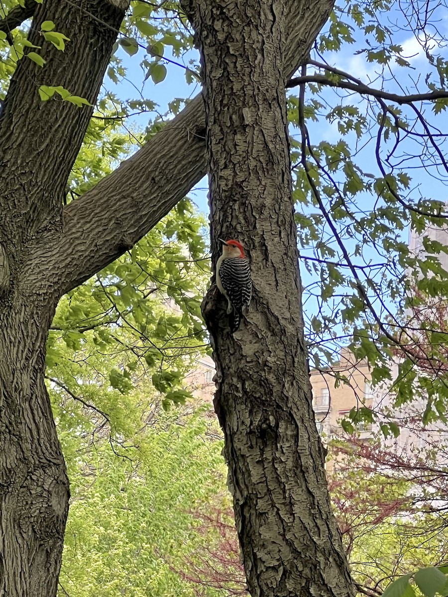 Red-bellied Woodpecker - ML566475261