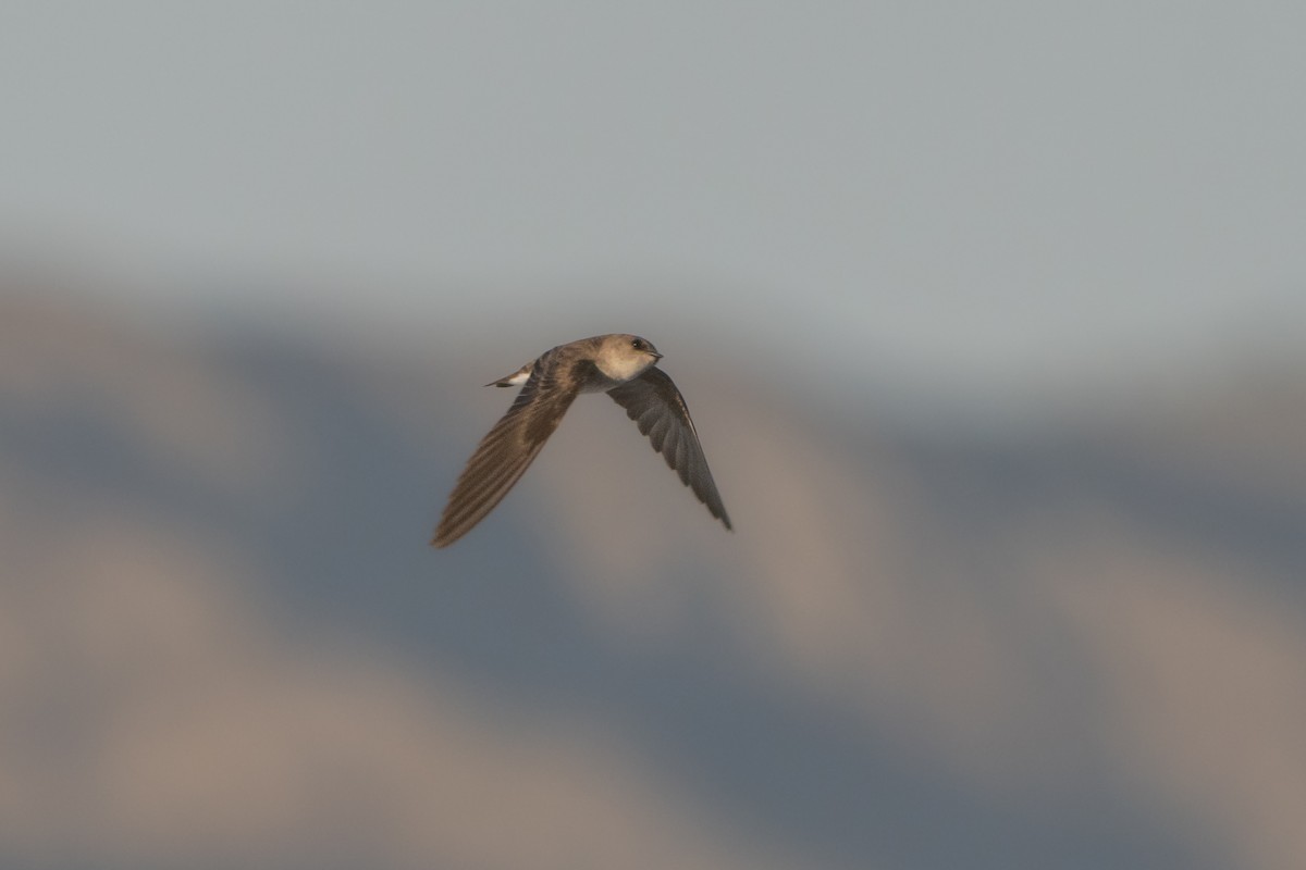 Northern Rough-winged Swallow - Sophie Cameron