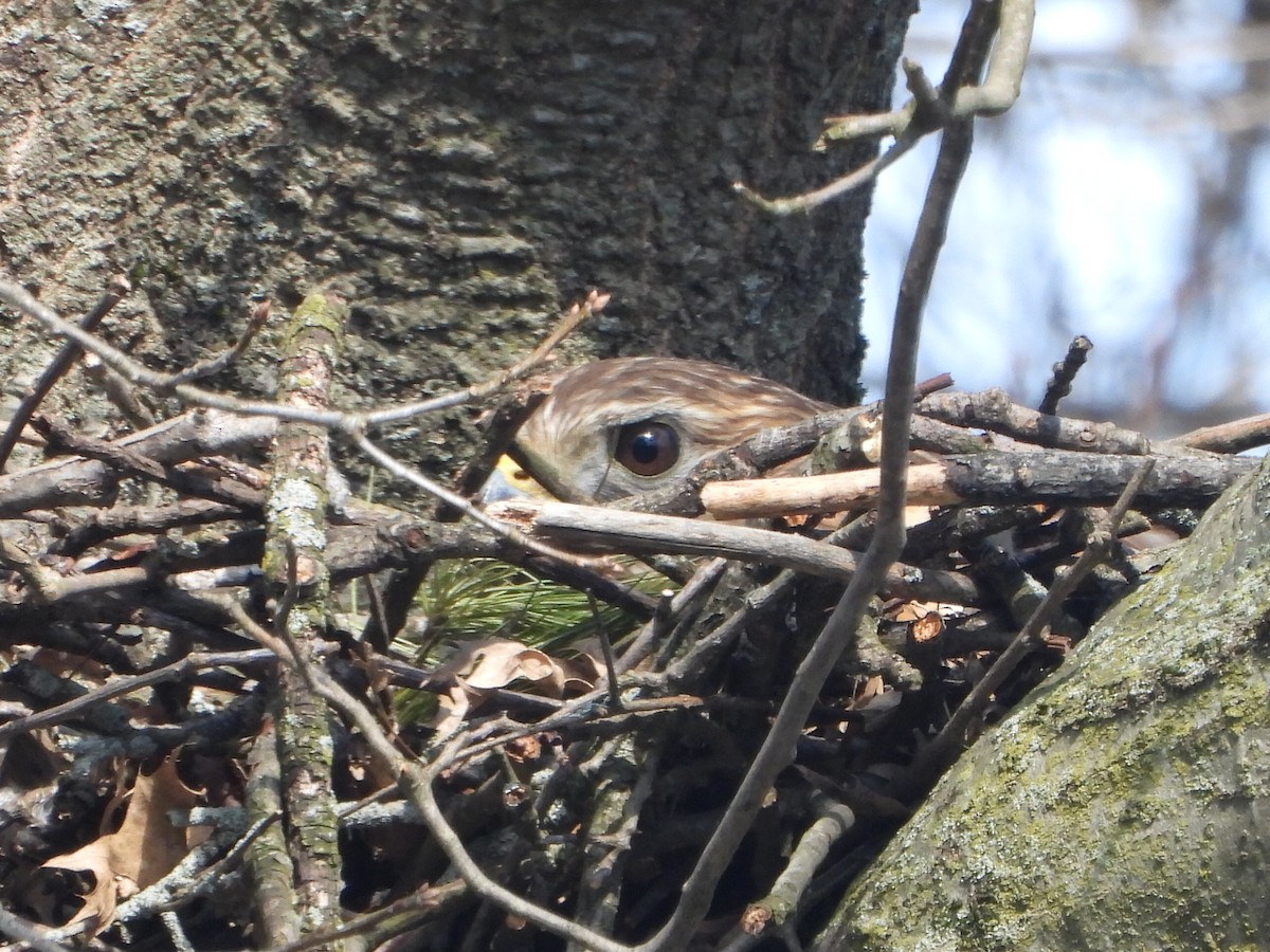 Red-shouldered Hawk - ML566476521