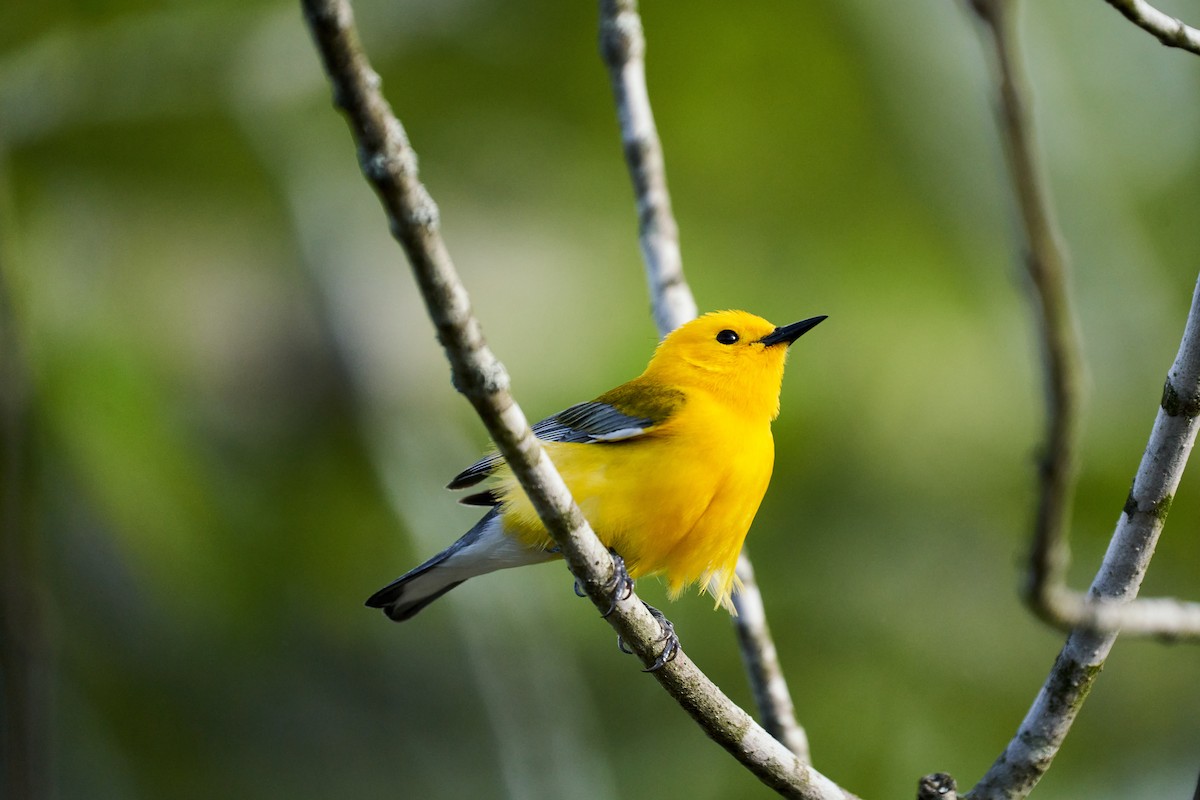 Prothonotary Warbler - ML566477721