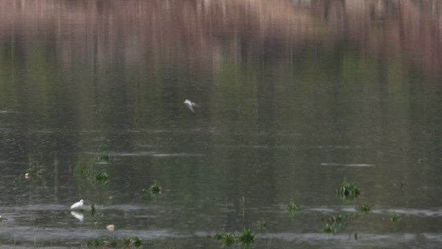 Common Tern - ML566478221