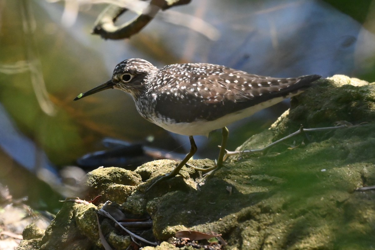 Solitary Sandpiper - ML566478391