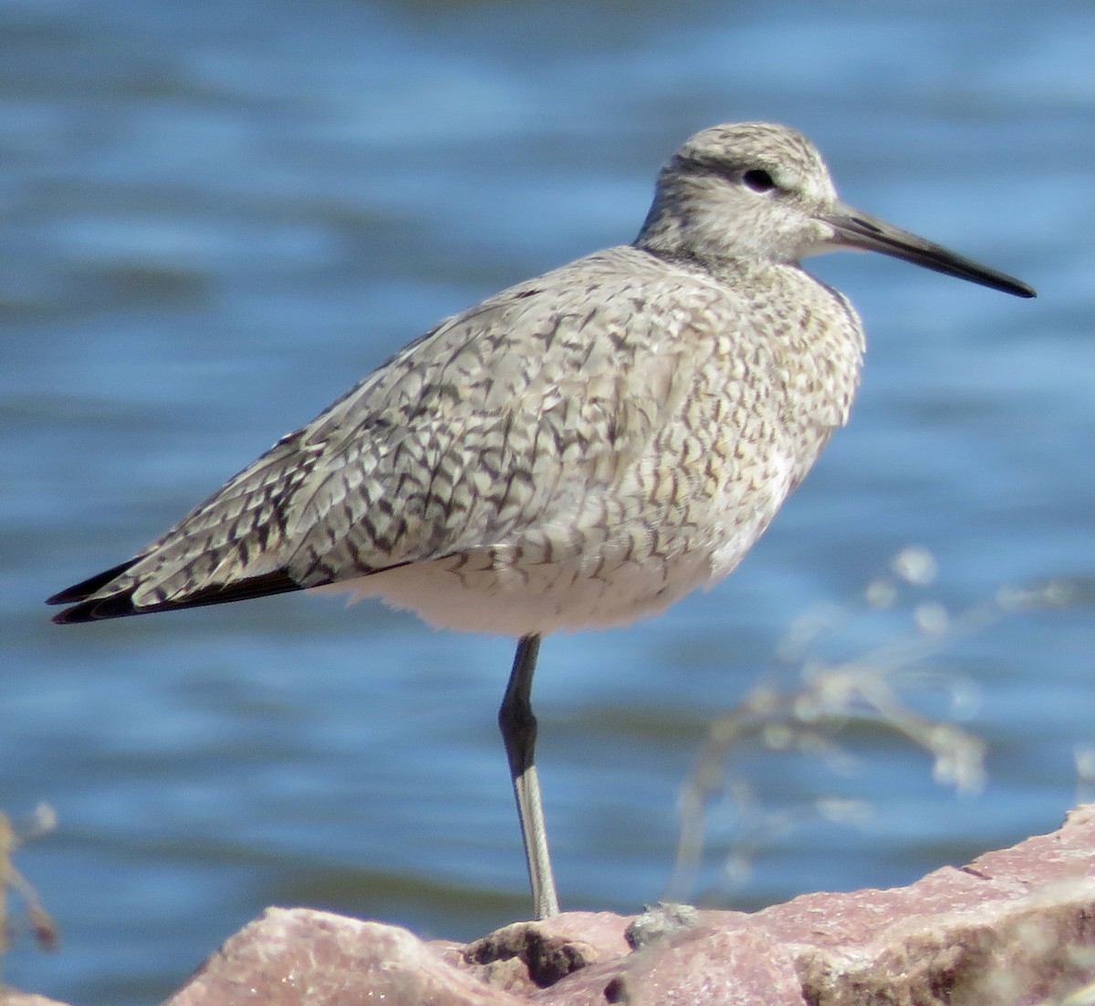 Willet - ML566479771