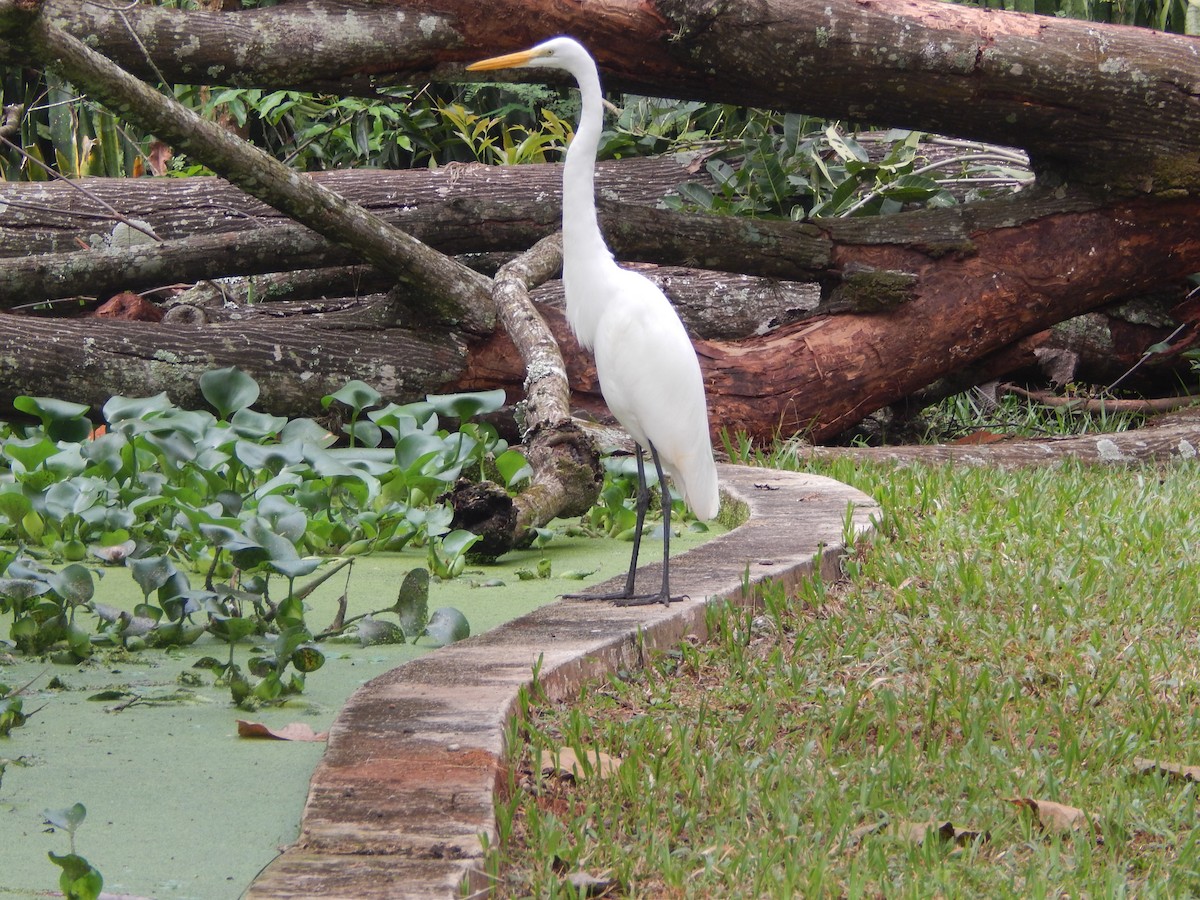 Great Egret - ML566480241