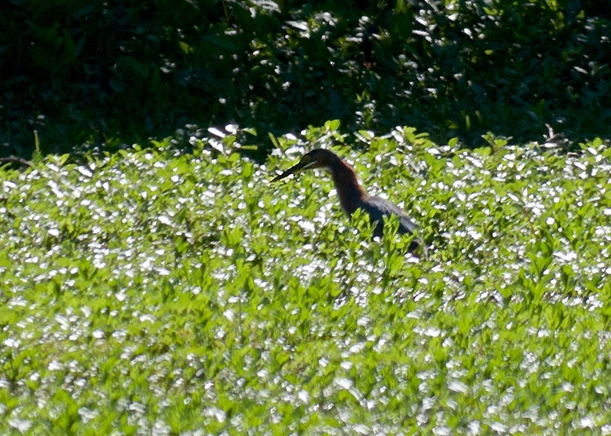 Green Heron - ML56648141