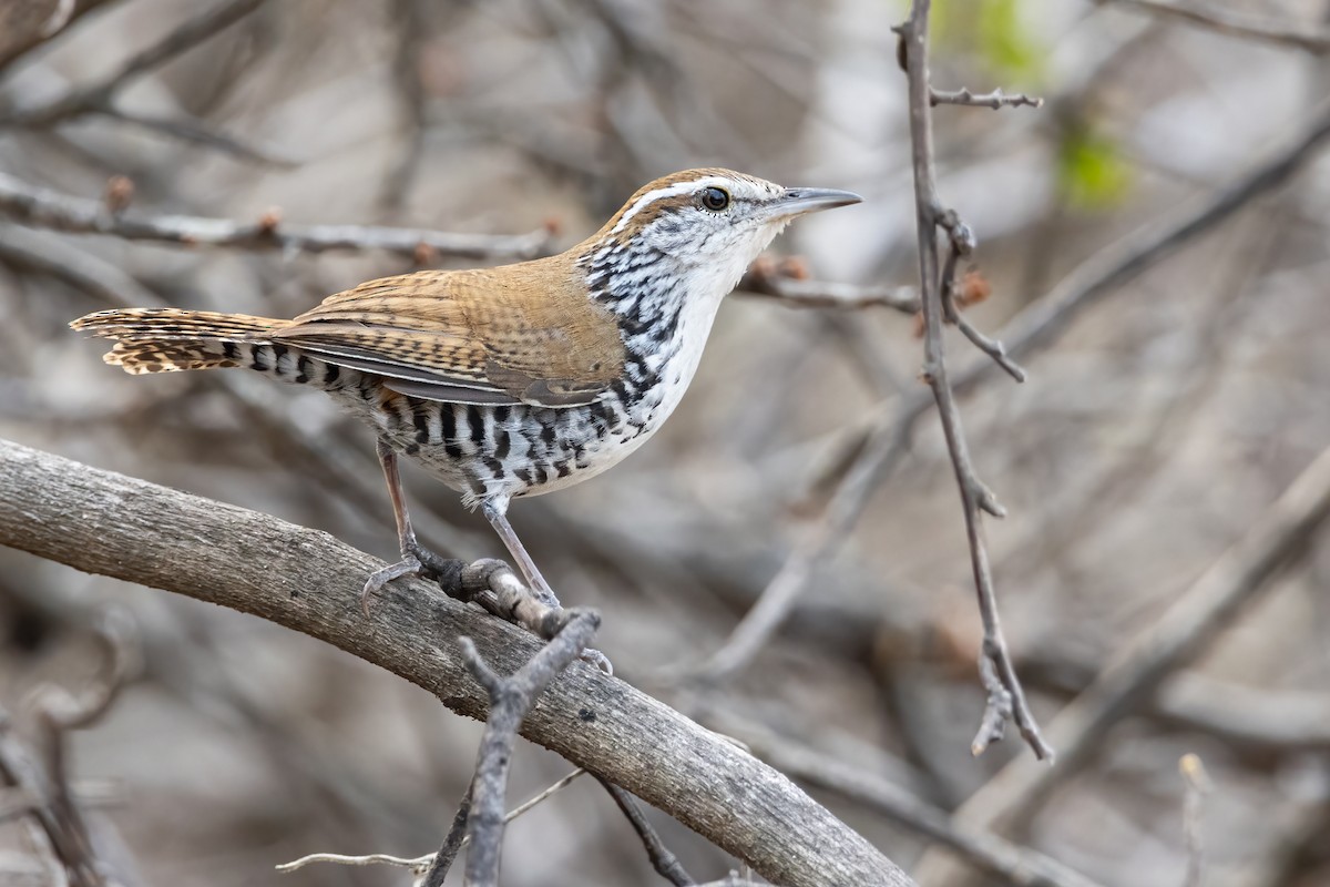 Banded Wren - Hugo Orellana