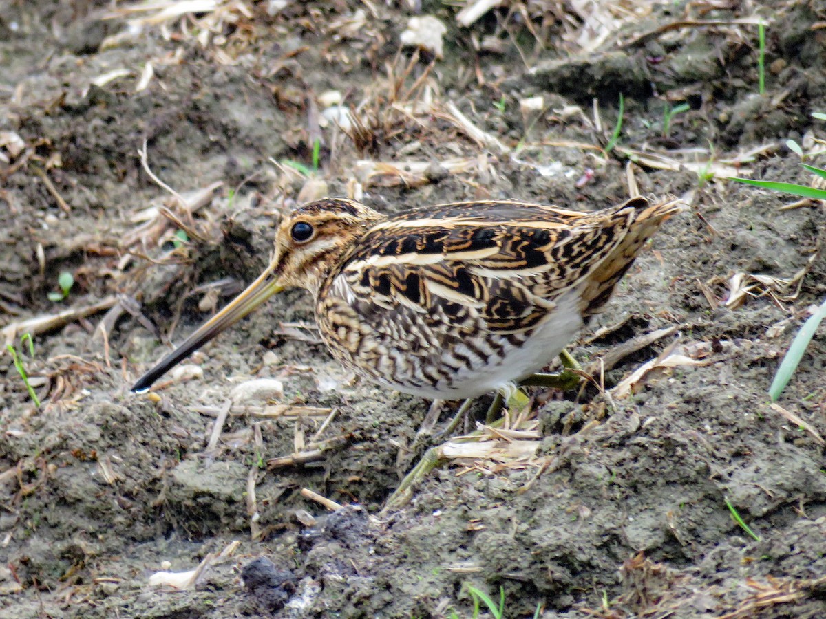 Common Snipe - ML566481901