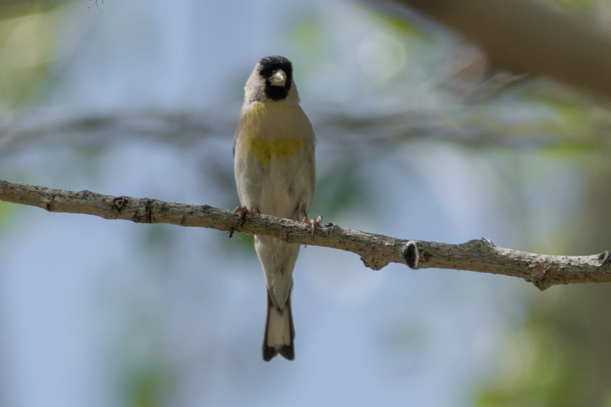 Lawrence's Goldfinch - ML566482321