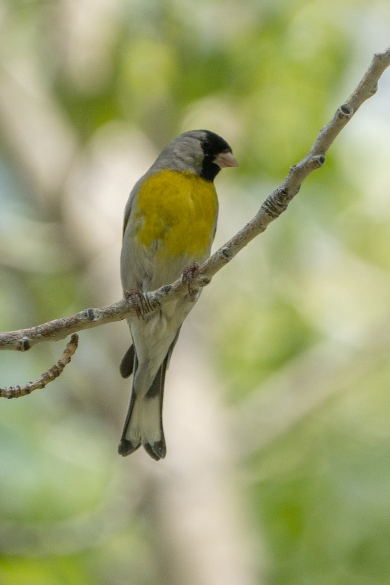 Lawrence's Goldfinch - ML566482331