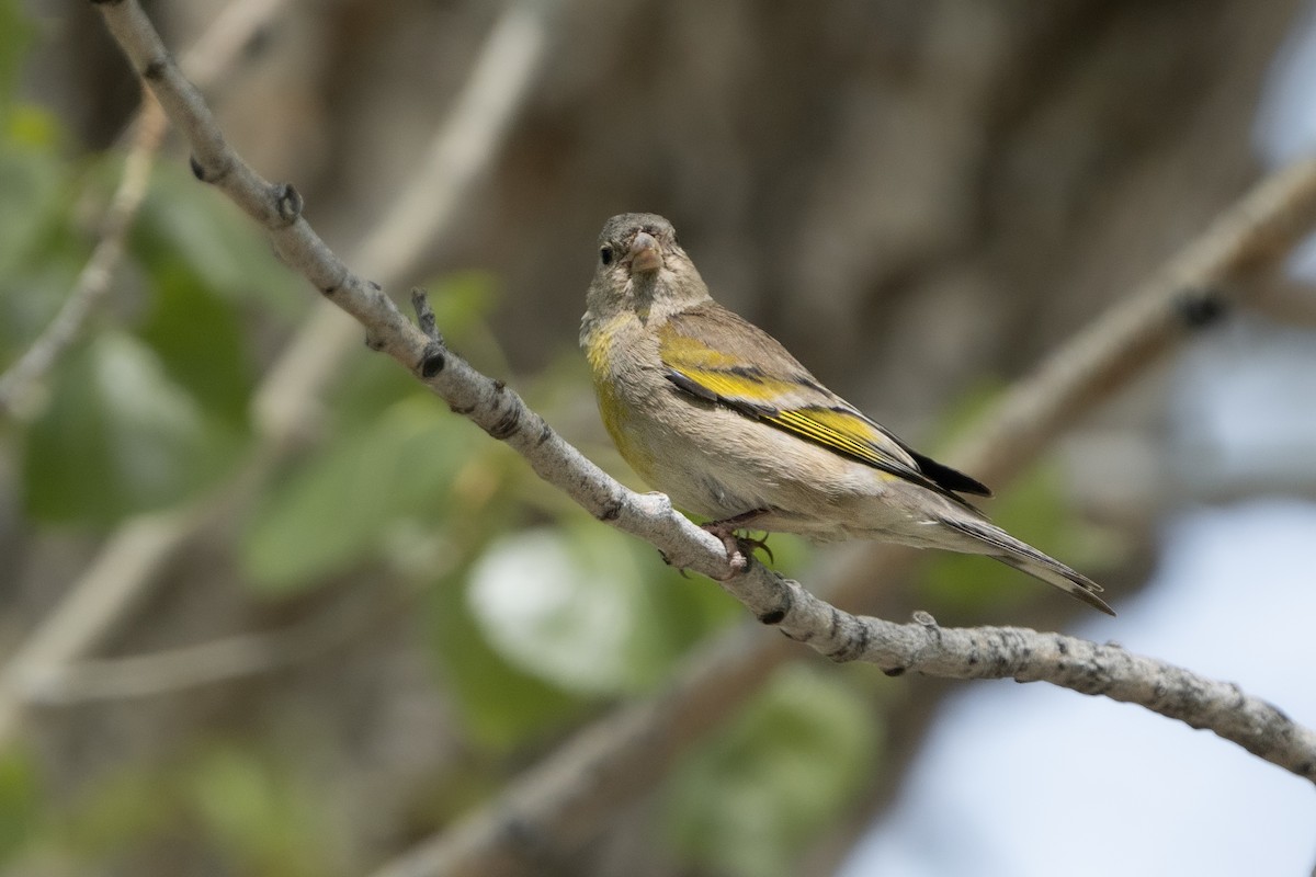 Lawrence's Goldfinch - ML566482341