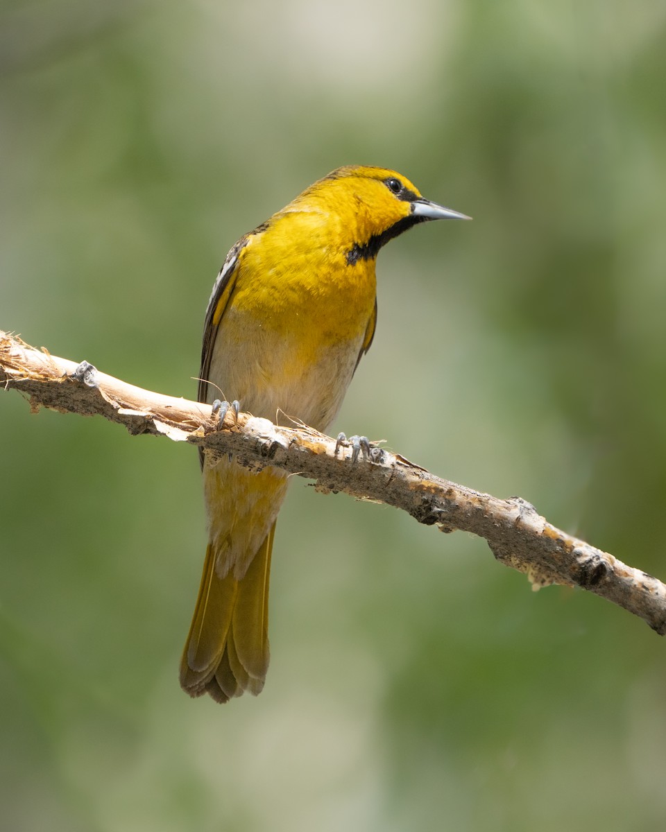 Bullock's Oriole - ML566482471