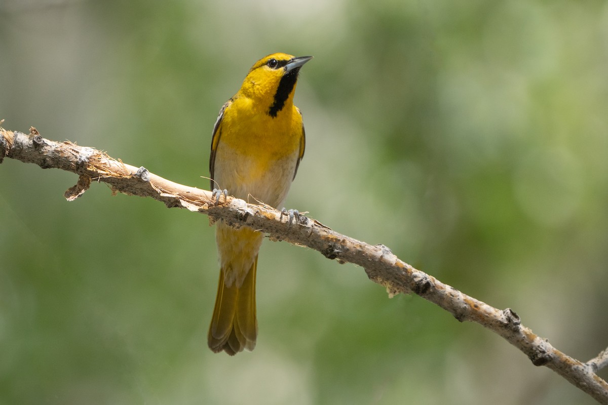 Bullock's Oriole - ML566482481