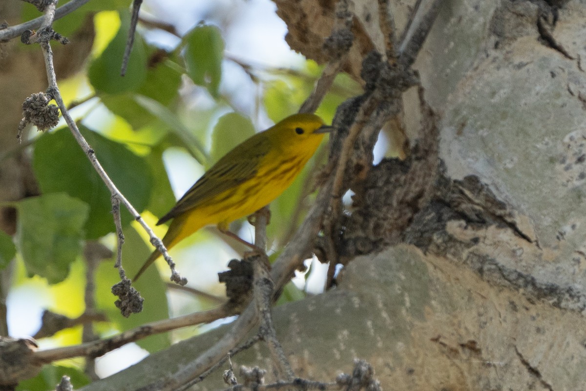 Yellow Warbler - ML566482511