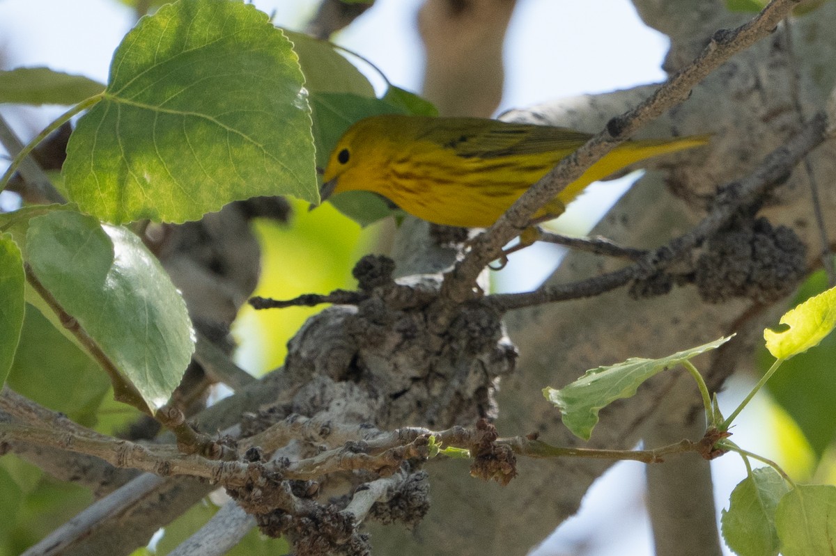 Yellow Warbler - ML566482521
