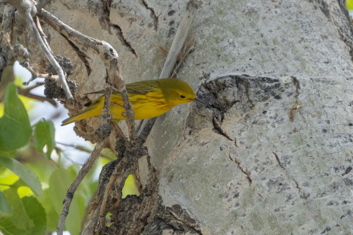 Yellow Warbler - ML566482531