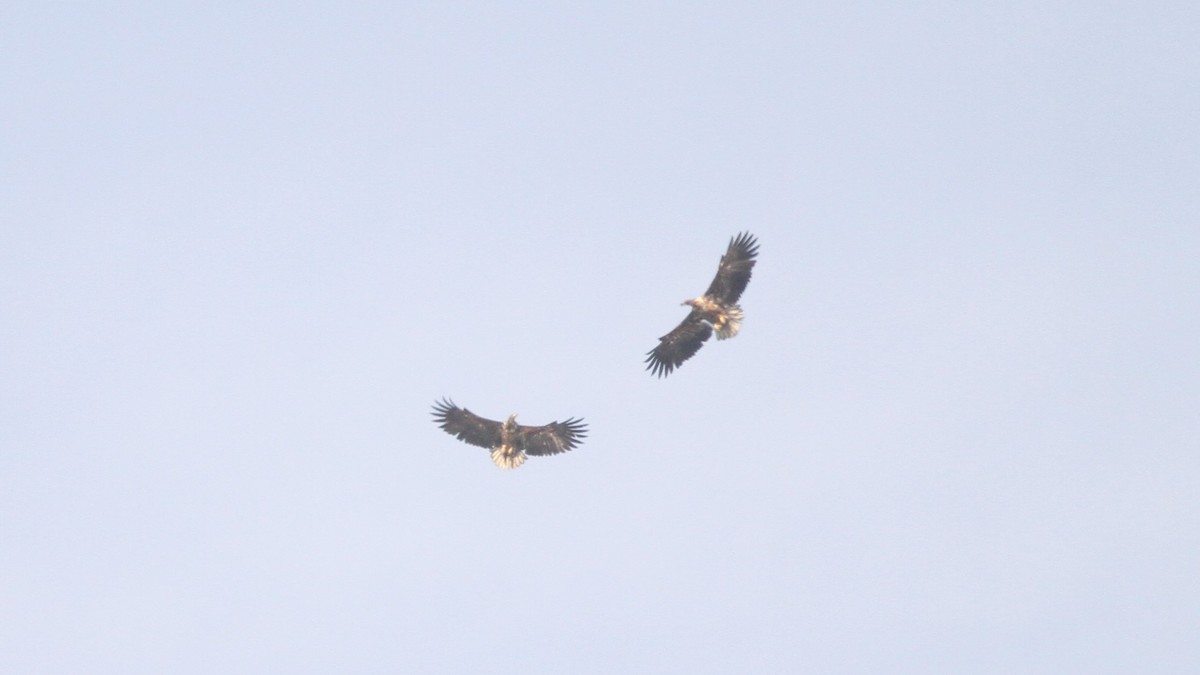 White-tailed Eagle - Zach DeBruine