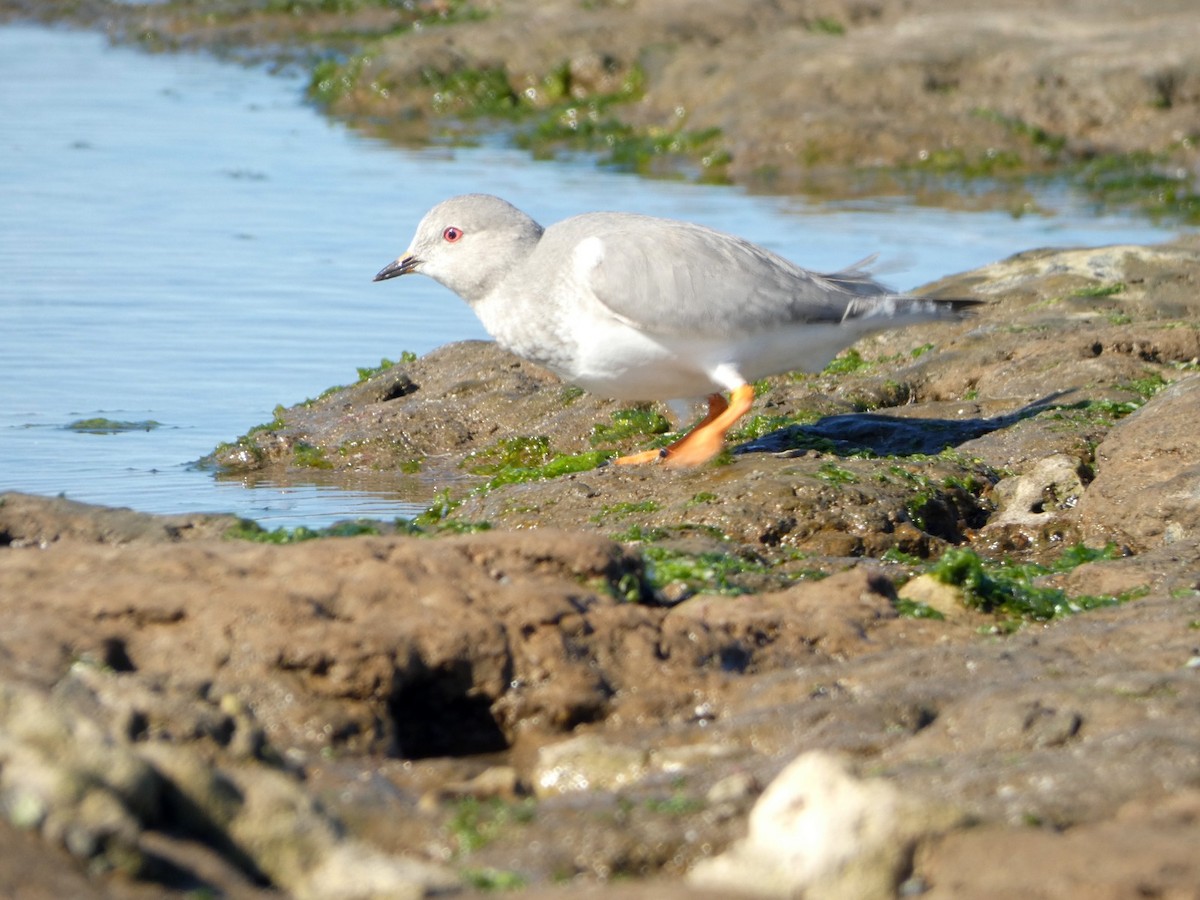 Magellanic Plover - ML566482901