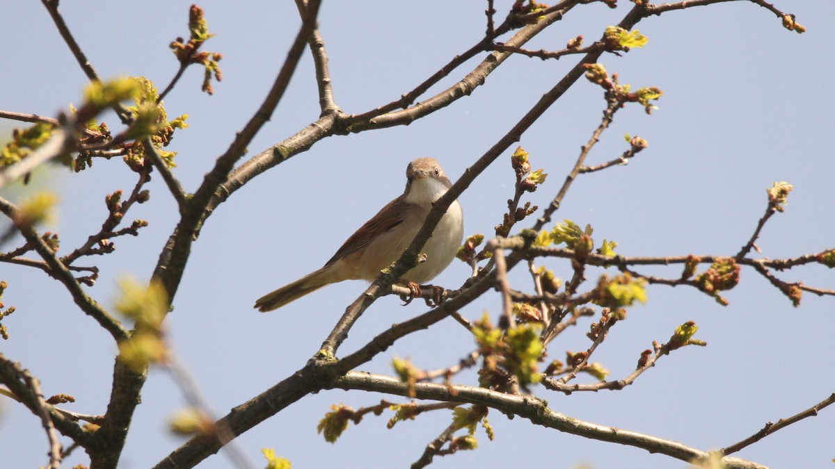 Greater Whitethroat - ML566483111