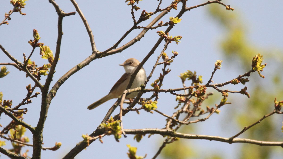 Greater Whitethroat - ML566483121