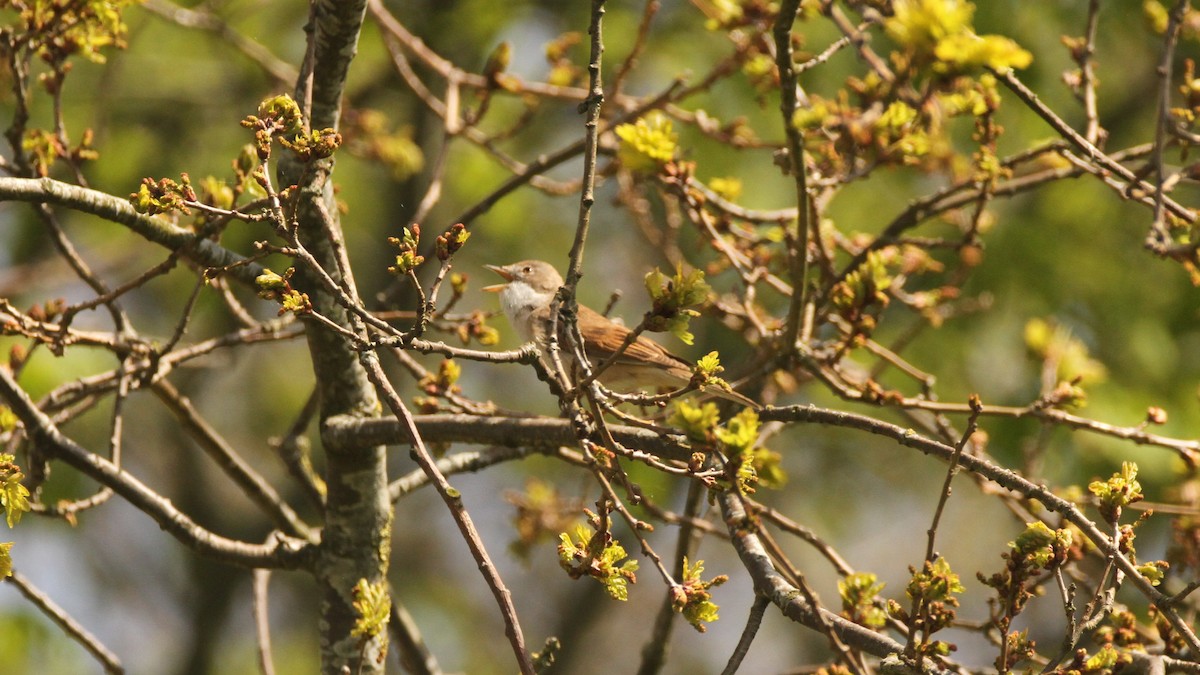 Greater Whitethroat - ML566483141
