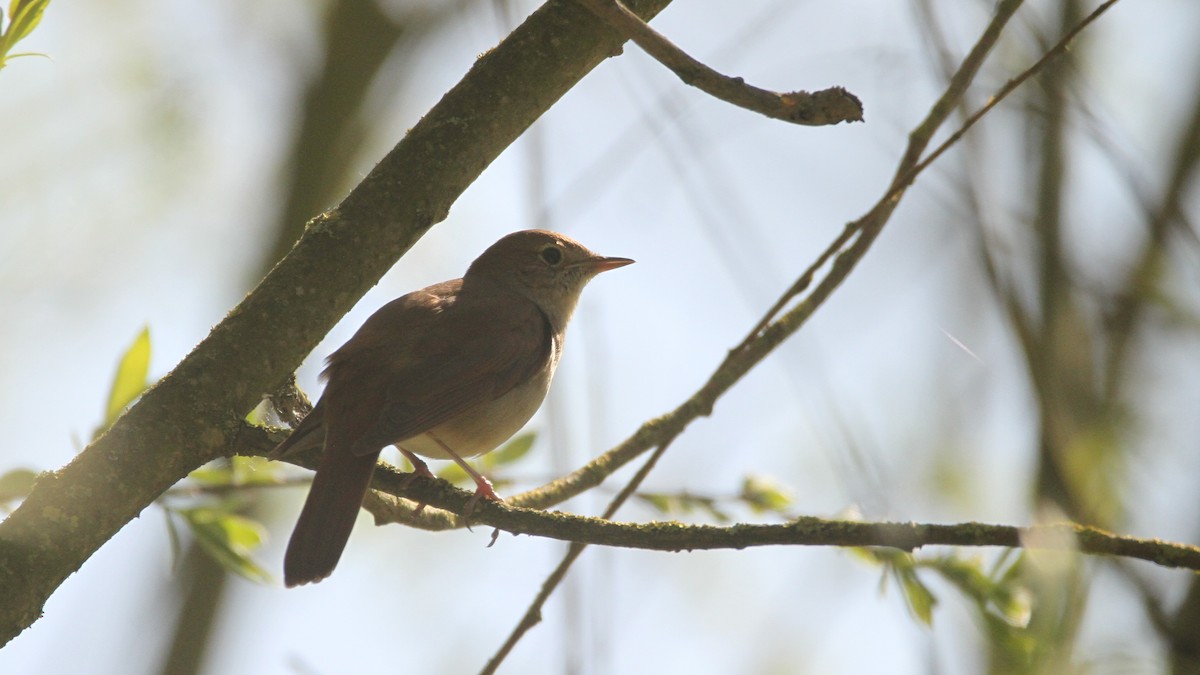Common Nightingale - ML566484811