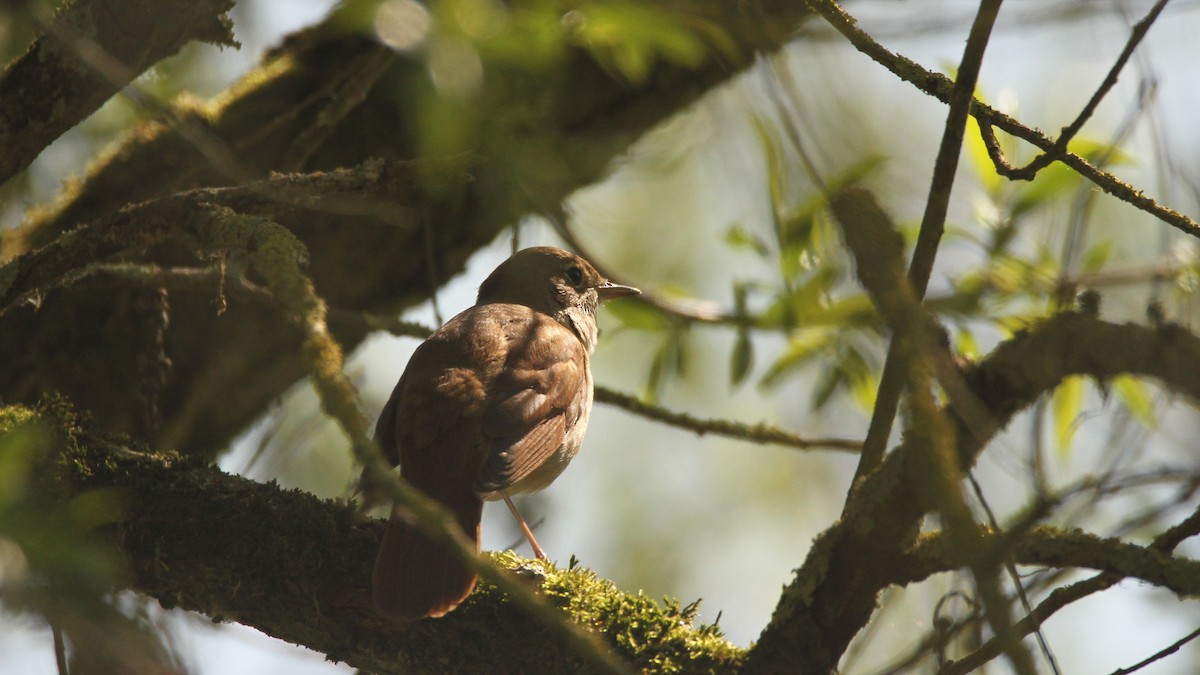 Common Nightingale - ML566484821