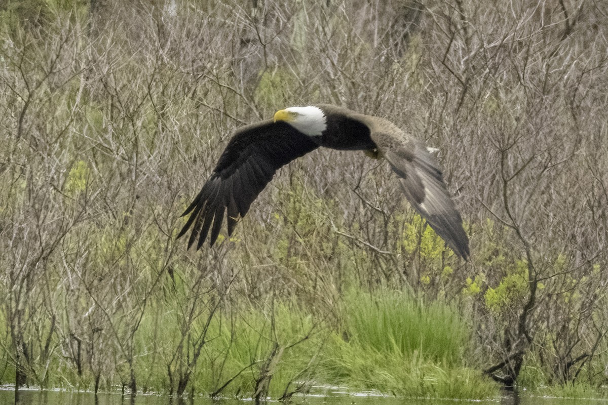 Bald Eagle - ML566484841