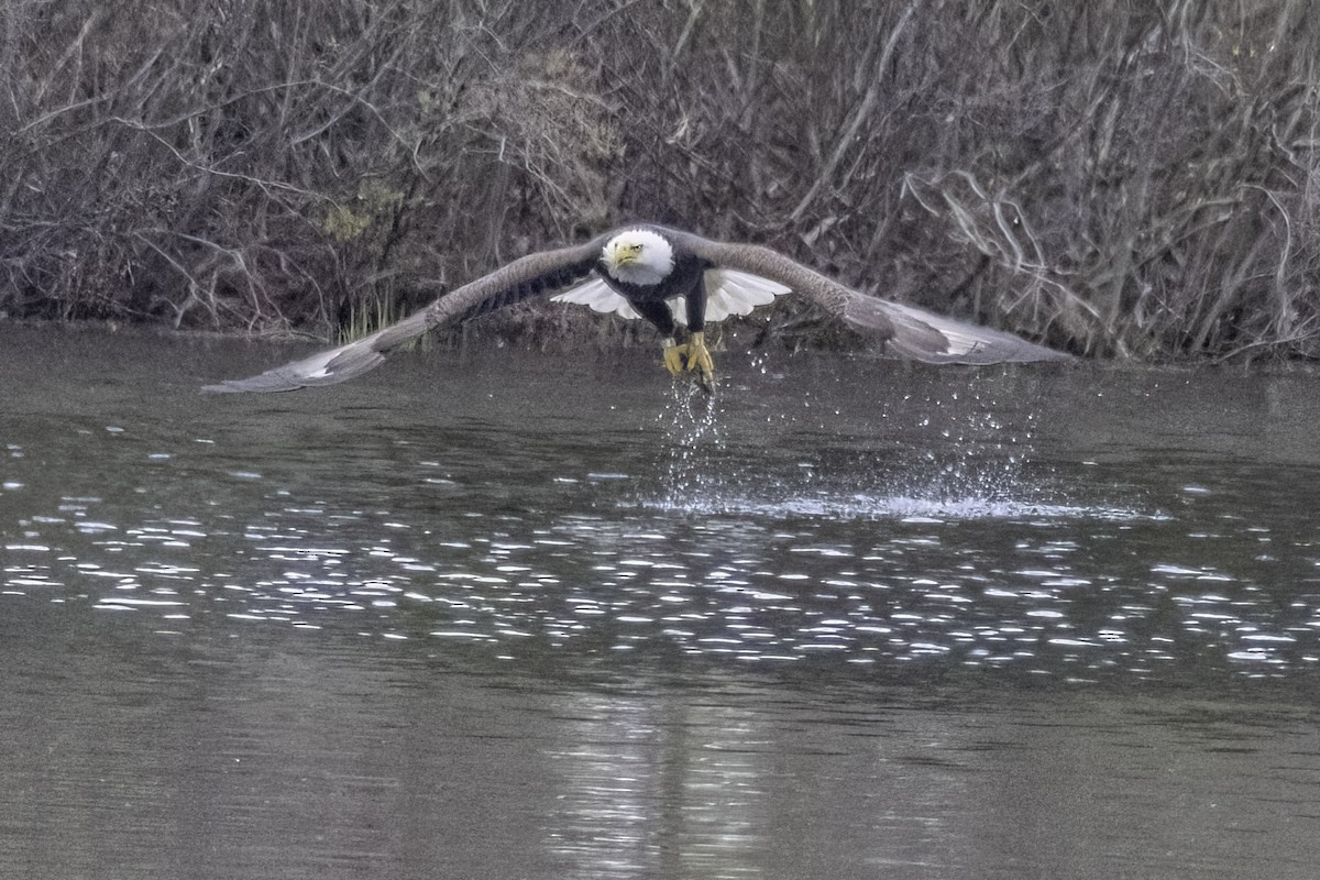 Bald Eagle - ML566484861