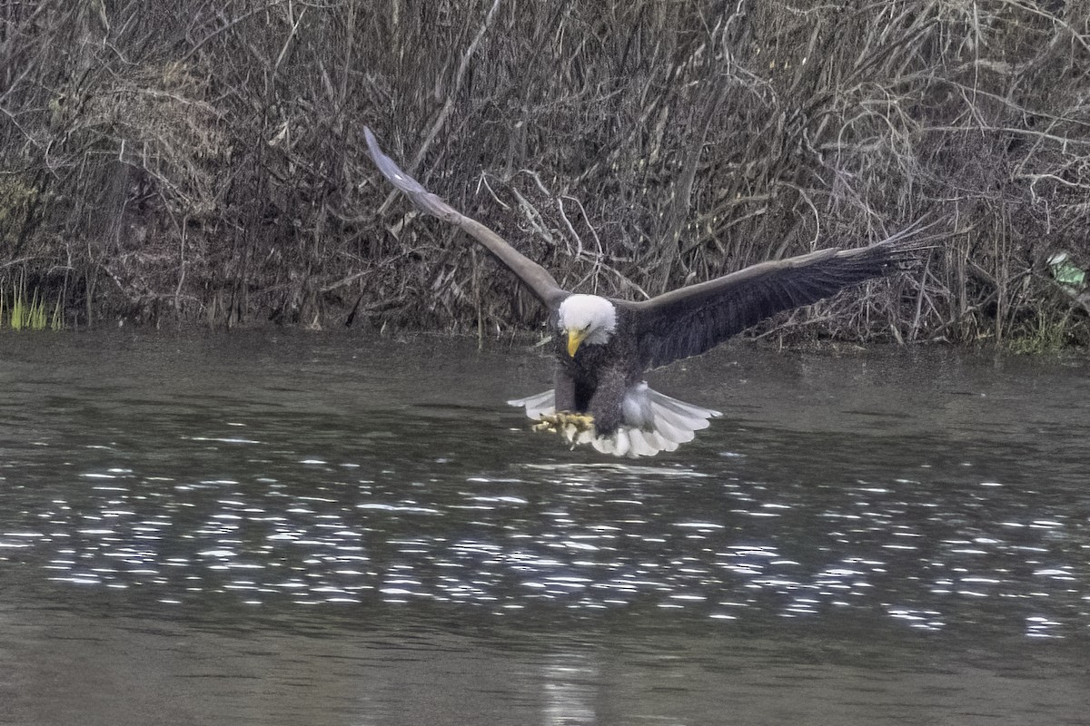 Bald Eagle - ML566484881