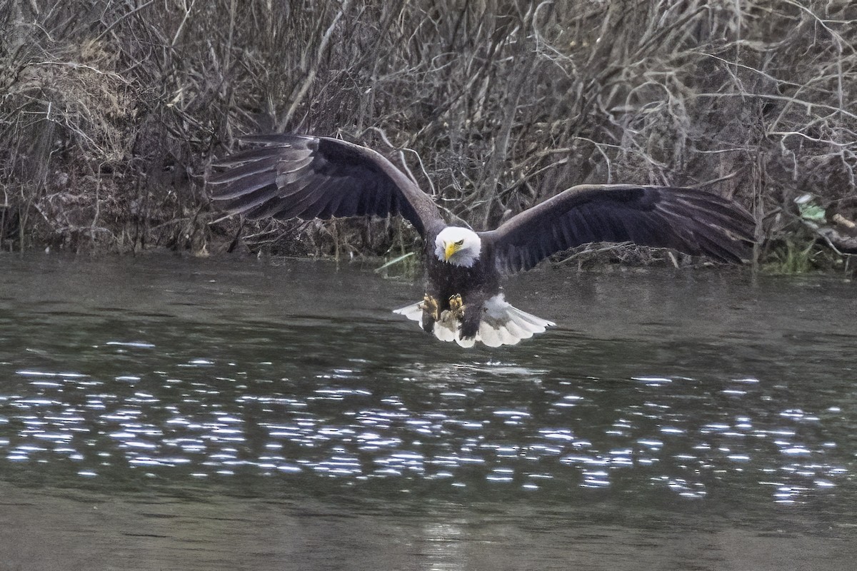 Bald Eagle - ML566484891