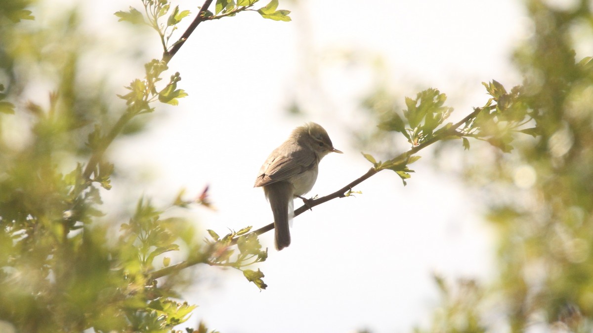 Willow Warbler - ML566484921