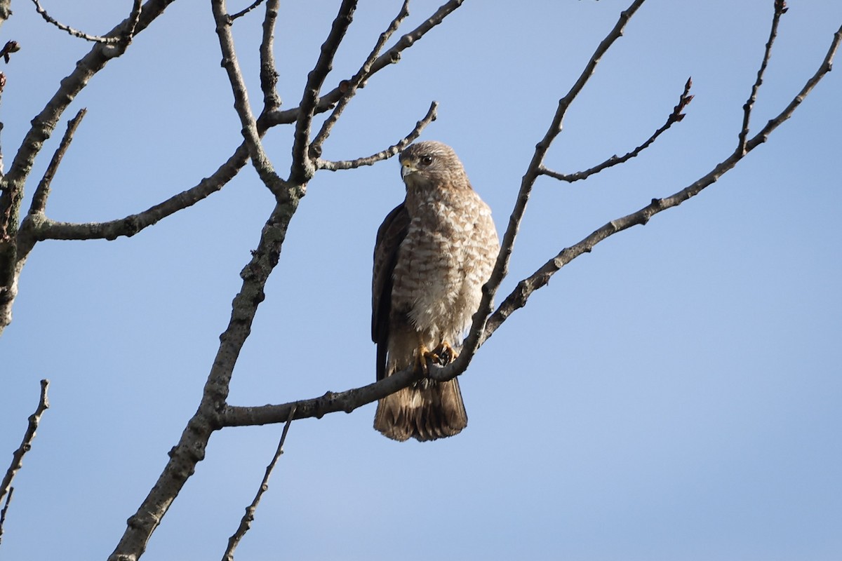 Broad-winged Hawk - ML566487061