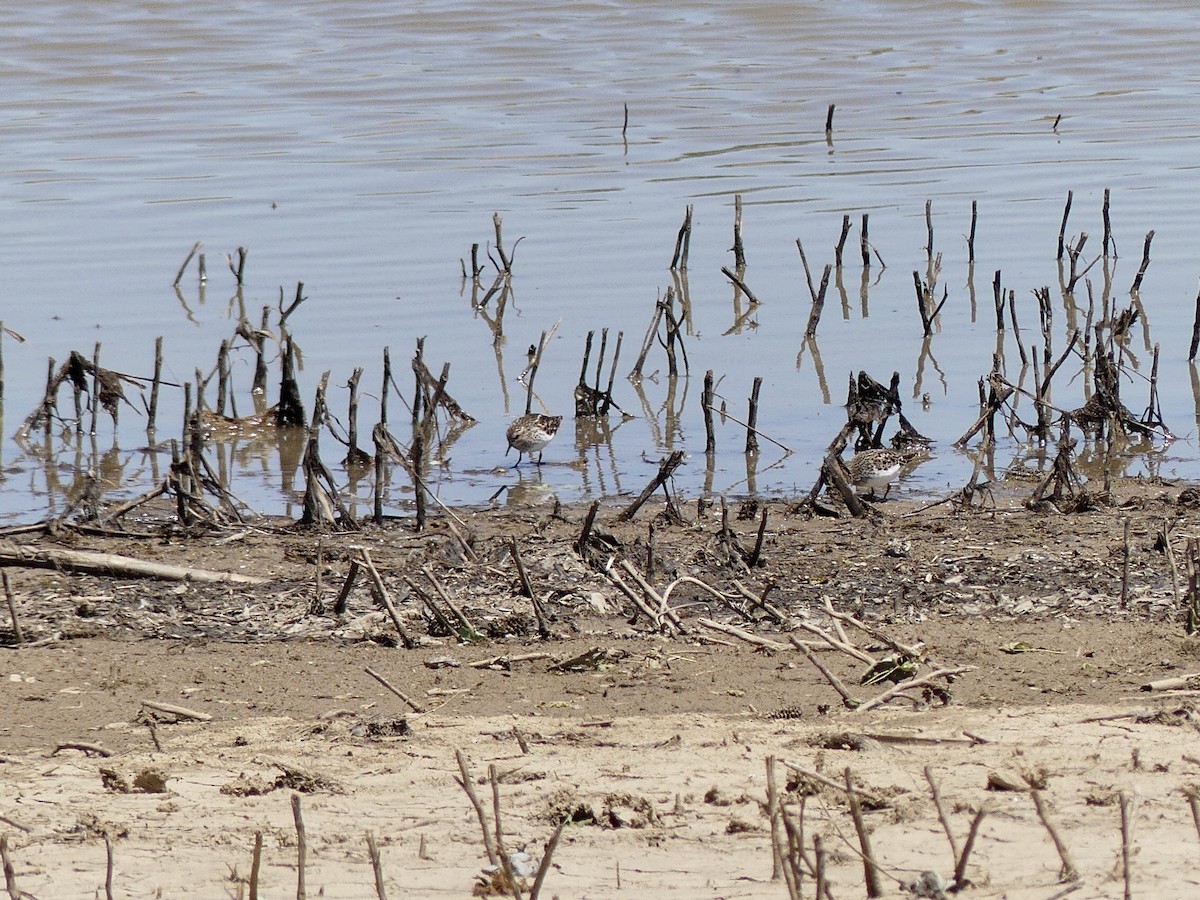 pygmésnipe - ML566488081