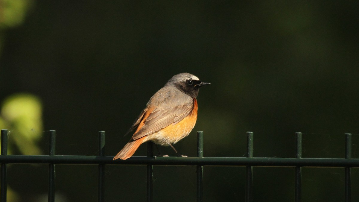 Common Redstart - ML566488291