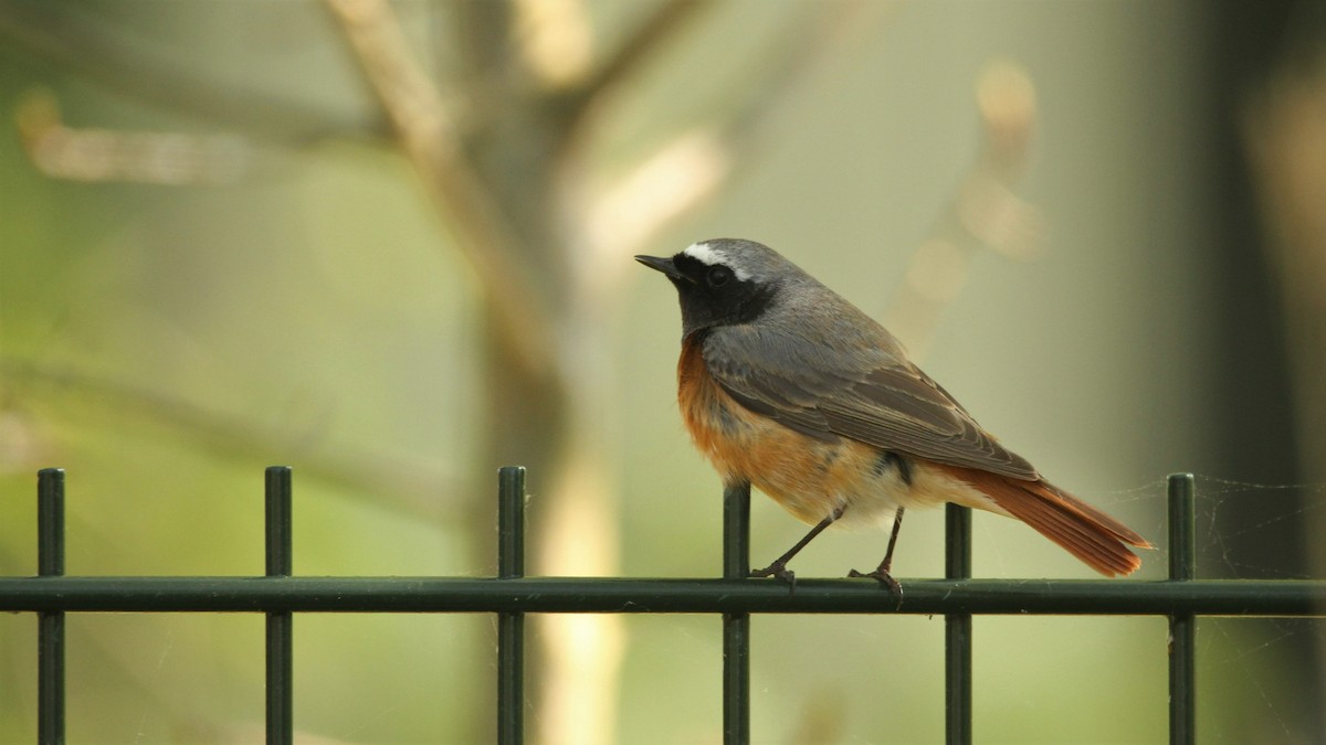 Common Redstart - ML566488301